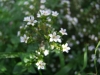 Manuka (Teebaum)